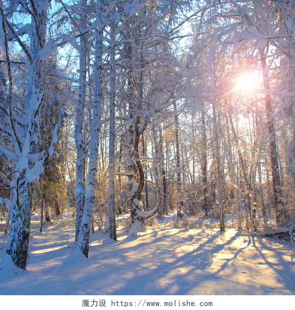 冬天日出之时的树林早晨的阳光在冬天森林里.